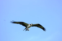 falmouth cape cod osprey