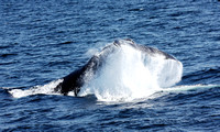 Whale watching 4-16-12